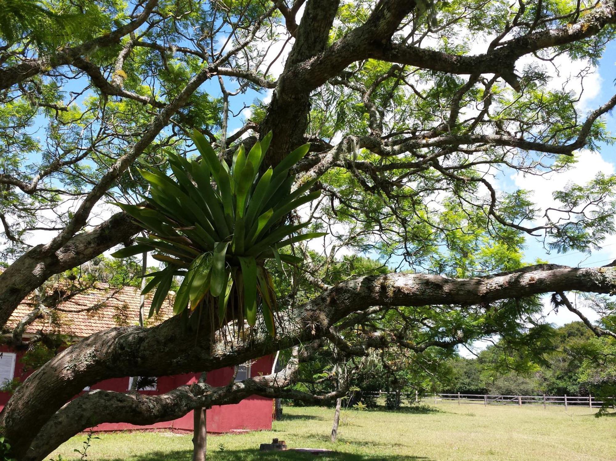 Aldeia Santuario Das Aves Tavares Zimmer foto